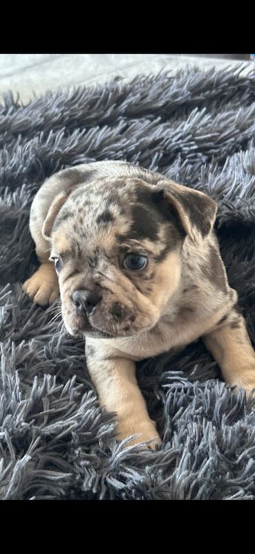 French Bulldog puppies for sale in Belfast, County Antrim – 7 weeks old - Image 2 of 3
