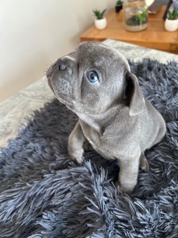French Bulldog puppies for sale in Belfast, County Antrim – 7 weeks old - Image 3 of 3