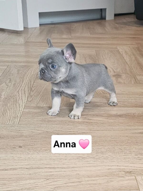 French Bulldog puppies for sale in Shotts, Lanarkshire – KC registered, 5 weeks old