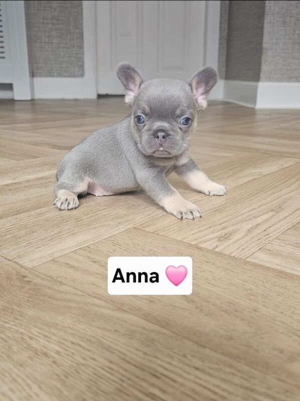 French Bulldog puppies for sale in Shotts, Lanarkshire – KC registered, 5 weeks old - Image 2 of 3