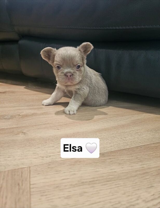 French Bulldog puppies for sale in Shotts, Lanarkshire – KC registered, 5 weeks old - Image 3 of 3