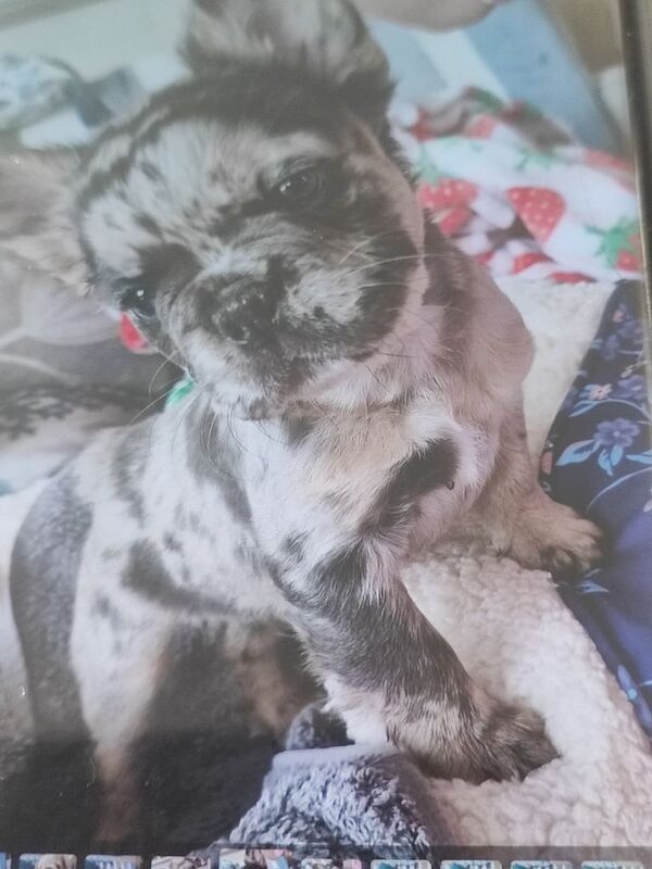 French Bulldog puppies for sale in Newry, County Armagh – 8 weeks old