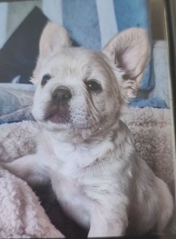 French Bulldog puppies for sale in Newry, County Armagh – 8 weeks old - Image 2 of 3