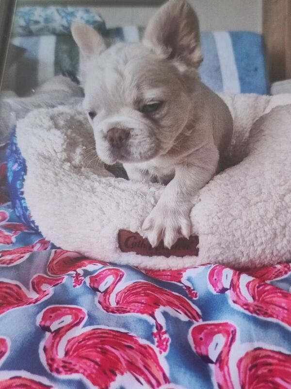 French Bulldog puppies for sale in Newry, County Armagh – 8 weeks old - Image 3 of 3