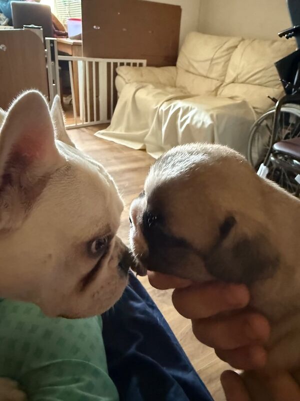 French Bulldog puppies for sale in Bromley, Greater London – 6 weeks old