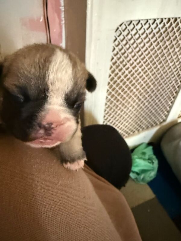 French Bulldog puppies for sale in Bromley, Greater London – 6 weeks old - Image 2 of 3