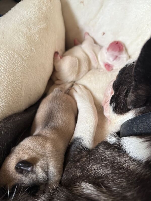 French Bulldog puppies for sale in Bromley, Greater London – 6 weeks old - Image 3 of 3