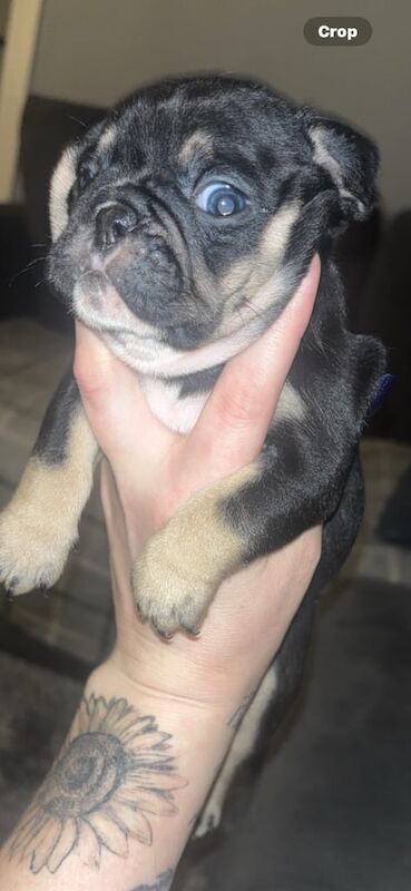 French Bulldog puppies for sale in Kirkcaldy, Fife – 7 weeks old