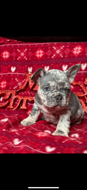 French bulldog pups - Image 2 of 3