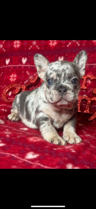 French bulldog pups - Image 3 of 3