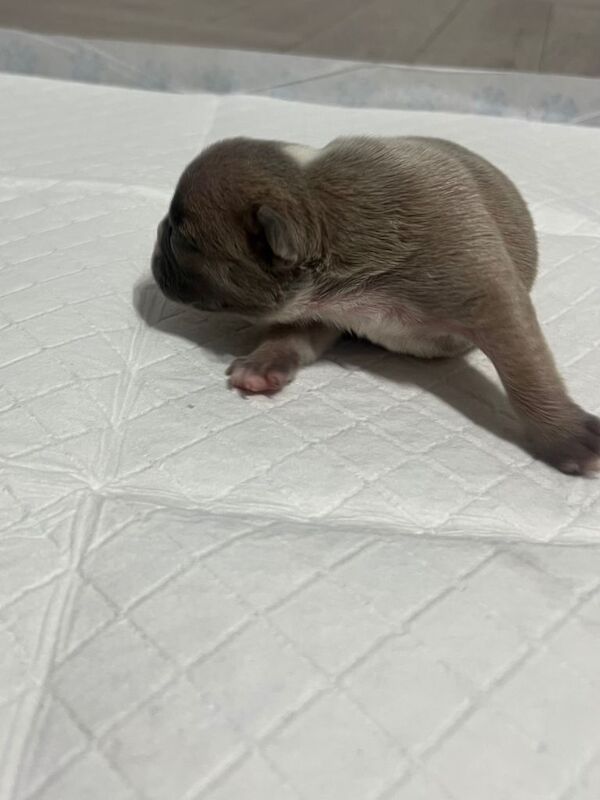 French bulldog pups - Image 2 of 4