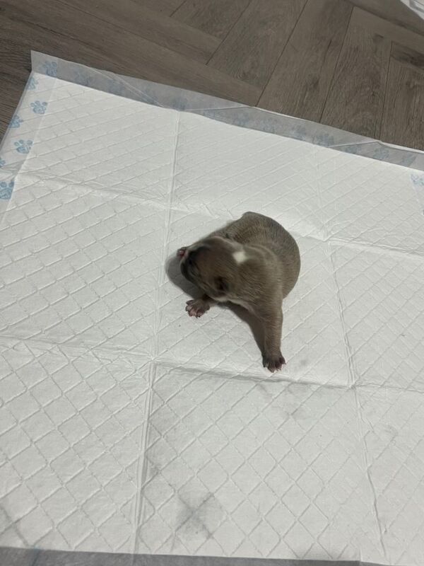 French bulldog pups - Image 3 of 4