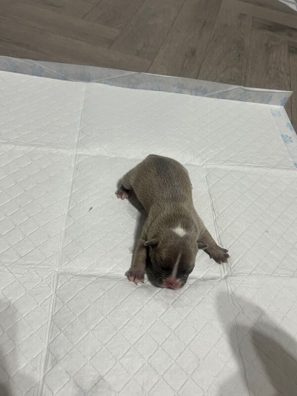 French bulldog pups - Image 4 of 4