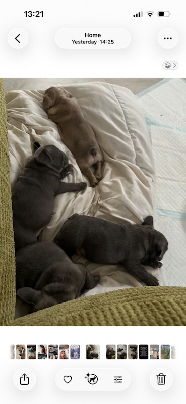 French Bulldog puppies for sale in Basildon, Essex – 7 weeks old