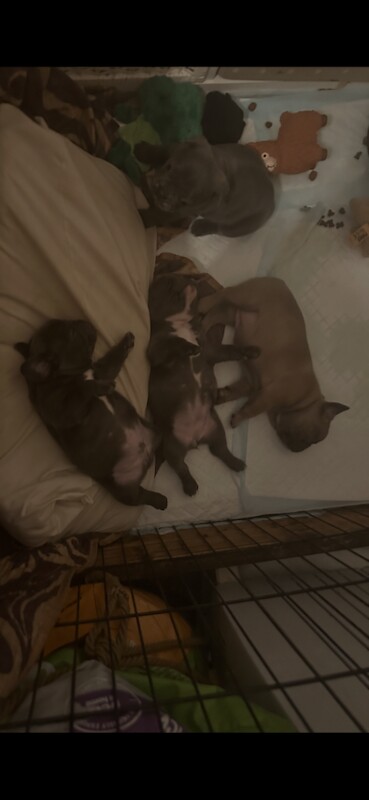 French Bulldog puppies for sale in Basildon, Essex – 7 weeks old - Image 2 of 4