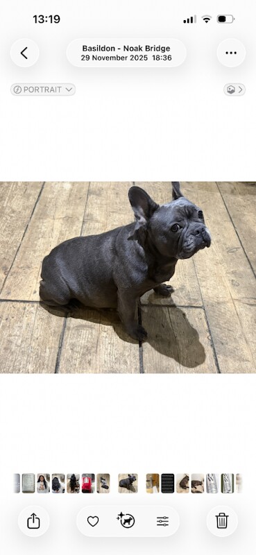 French Bulldog puppies for sale in Basildon, Essex – 7 weeks old - Image 3 of 4