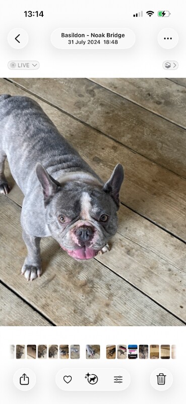 French Bulldog puppies for sale in Basildon, Essex – 7 weeks old - Image 4 of 4