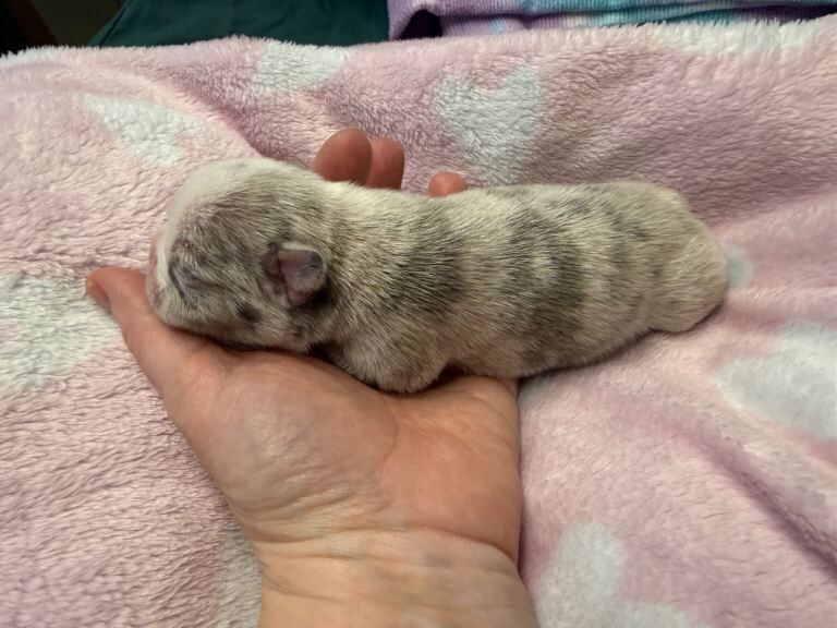 Blue French Bulldog Puppies For Sale