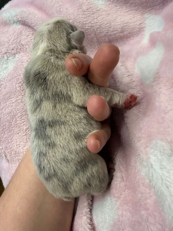 French Bulldog puppies for sale in Newtownards, County Down – 2 weeks old - Image 2 of 6