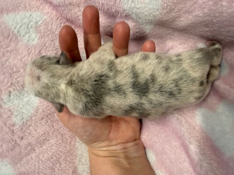 French Bulldog puppies for sale in Newtownards, County Down – 2 weeks old - Image 3 of 6