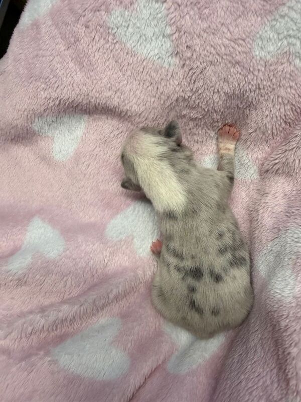 French Bulldog puppies for sale in Newtownards, County Down – 2 weeks old - Image 4 of 6