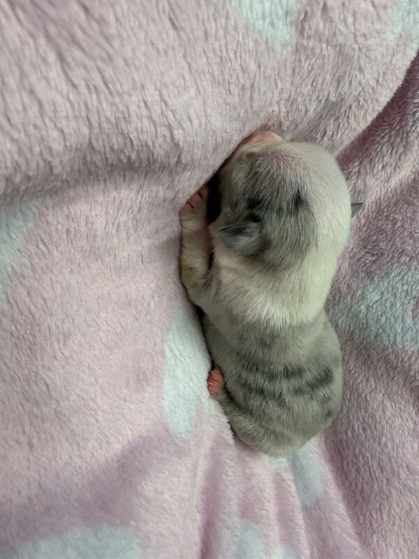 French Bulldog puppies for sale in Newtownards, County Down – 2 weeks old - Image 5 of 6