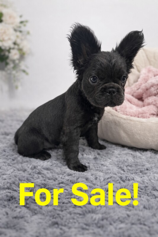 French Bulldog puppies for sale in Wickford, Essex – 3 months old