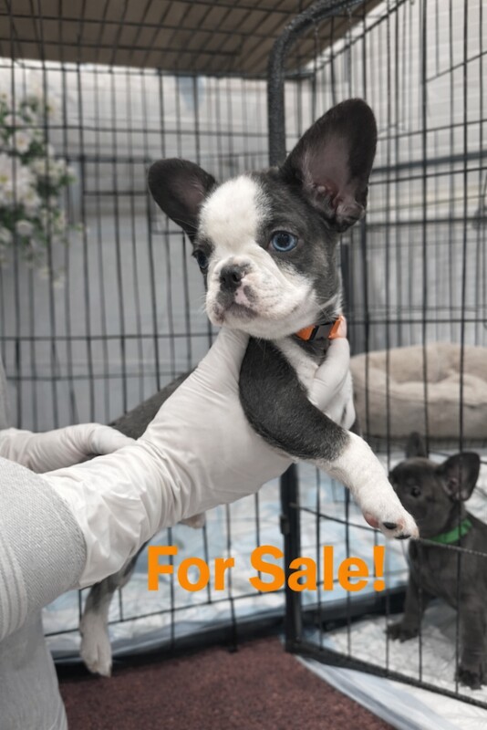 French Bulldog puppies for sale in Wickford, Essex – 3 months old - Image 2 of 2