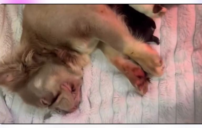 Kennel Club Registered French Bulldog Puppies For Sale