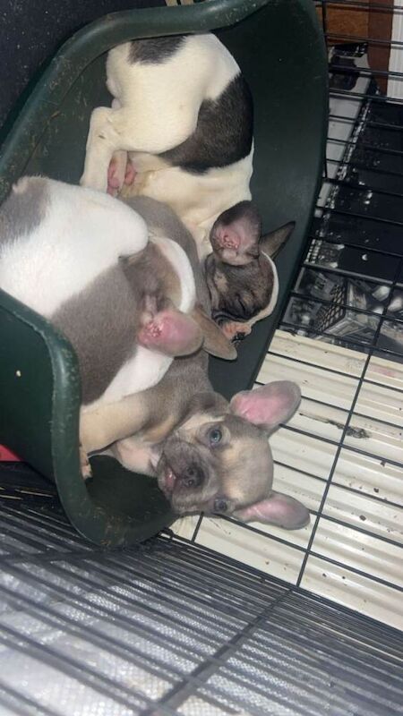 French Bulldog puppies for sale in Moortown, West Yorkshire – 8 weeks old