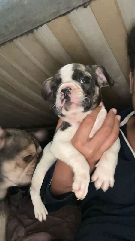 french bulldog pups - Image 2 of 3