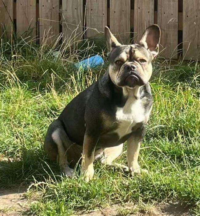 french bulldog pups - Image 3 of 3