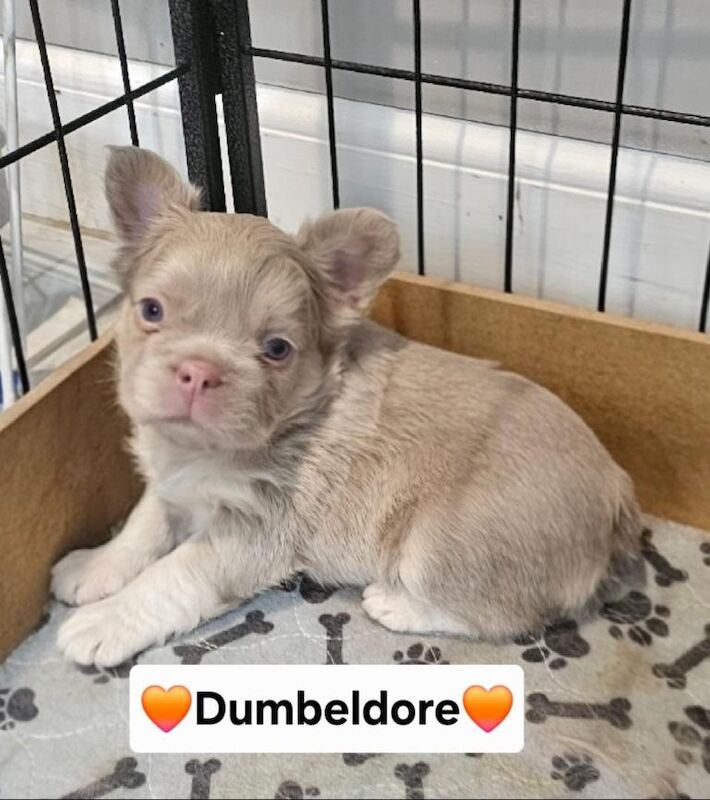 French bulldog pups - Image 2 of 3