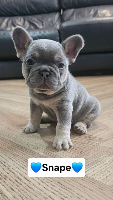 French bulldog pups - Image 3 of 3