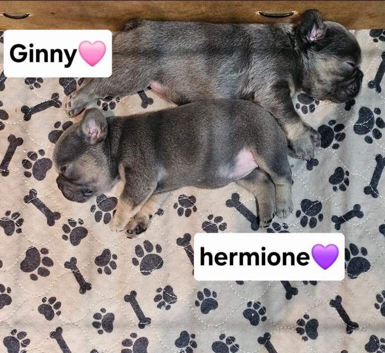 Blue French Bulldog Puppies For Sale