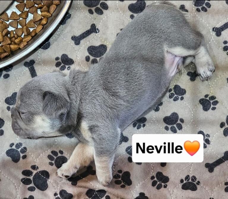 French bulldog pups - Image 3 of 3