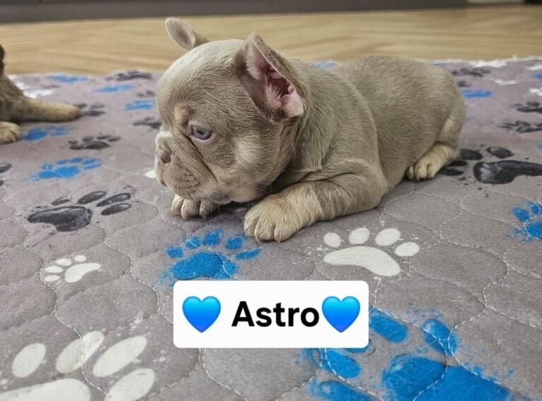 French bulldog pups
