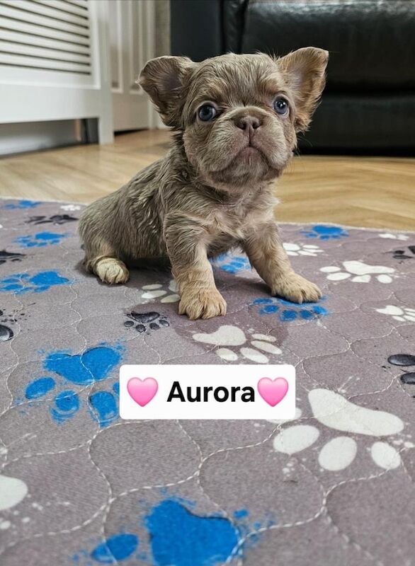 French bulldog pups - Image 2 of 6