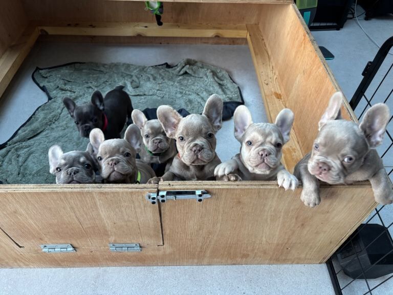 French Bulldog Pups - Image 2 of 4