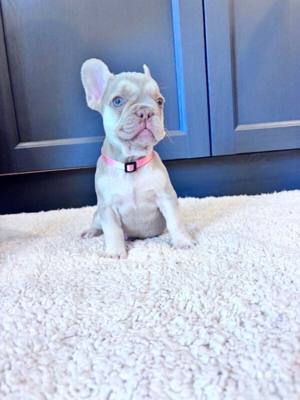 French Bulldog Pups - Image 3 of 4