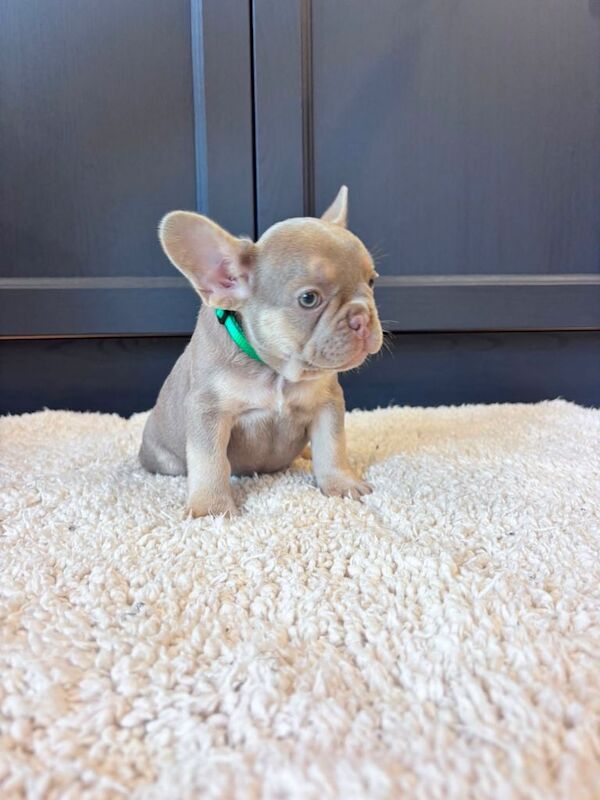 French Bulldog Pups - Image 4 of 4
