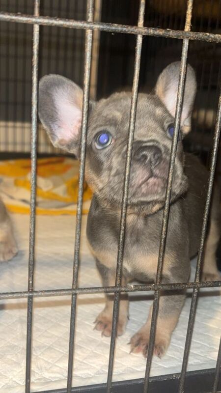 French bulldog pups. 8 weeks old. - Image 2 of 6