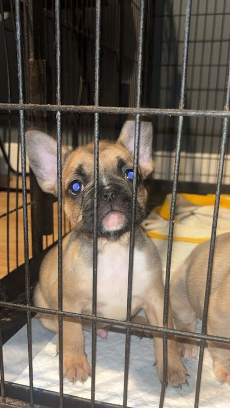 French bulldog pups. 8 weeks old. - Image 3 of 6