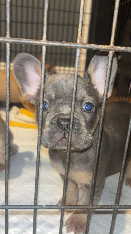 French bulldog pups. 8 weeks old. - Image 4 of 6