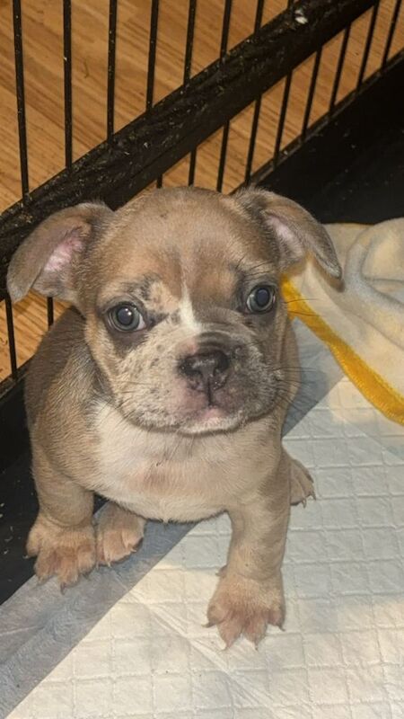 French bulldog pups. 8 weeks old. - Image 5 of 6