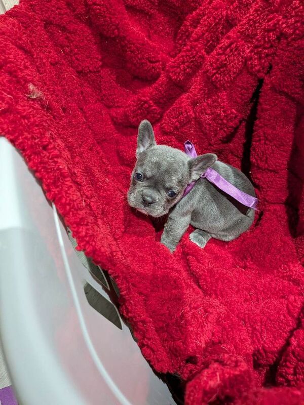 French Bulldog puppies for sale in Gateshead, Tyne and Wear – 4 weeks old
