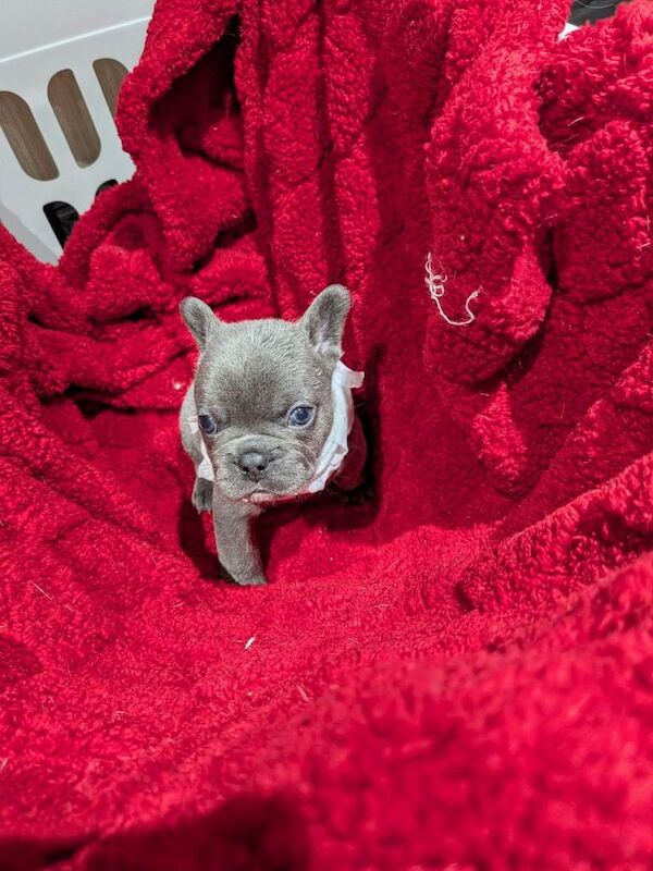 french bulldog pups adorable - Image 2 of 3