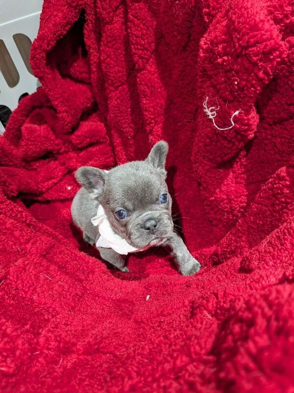 french bulldog pups adorable - Image 3 of 3