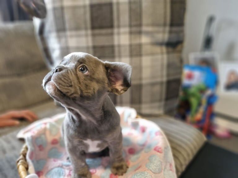 French Bulldog puppies for sale in Chesterfield, Derbyshire – KC registered, 8 weeks old