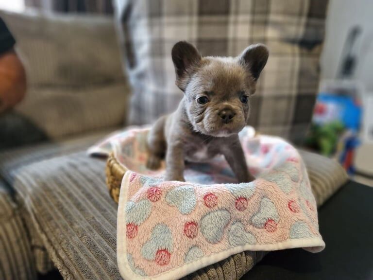 French Bulldog puppies for sale in Chesterfield, Derbyshire – KC registered, 8 weeks old - Image 2 of 3